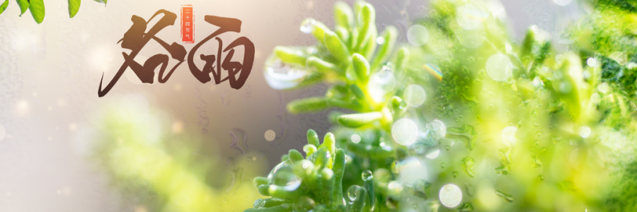 谷雨丨雨生百谷，人間向暖