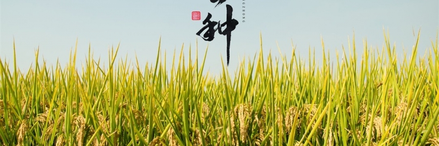 芒種 | 風(fēng)吹麥浪，蟬鳴夏忙