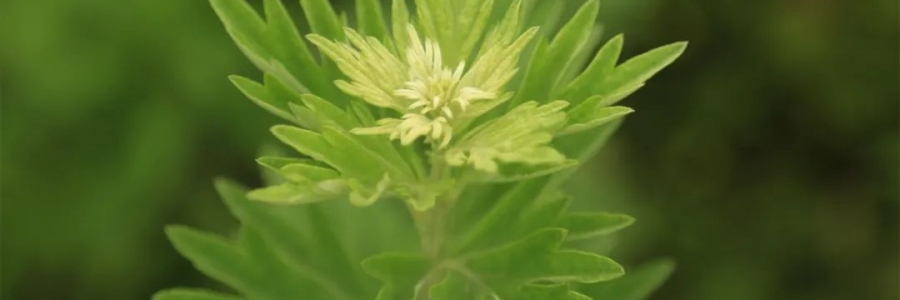 化成了灰也還是個寶，我勸你最好珍惜！