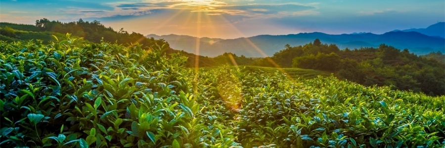 “三陽(yáng)開泰”防病疫，這才是升陽(yáng)的無(wú)上心法！