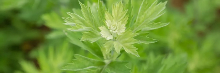 520，“艾”意正濃！讓我們相識(shí)艾草