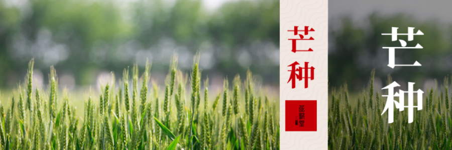 芒種 | 忙收忙種，防暑祛濕